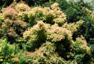 Jak pielęgnować i stosować perukowiec podolski – poradnik z interesującymi odmianami do ogrodu