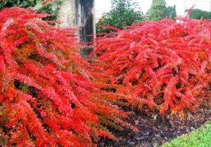Czerwonolistne odmiany berberysu jako efektowne ozdoby w ogrodzie