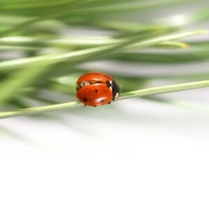 Sojusznicy w ogrodzie – jakie zwierzęta pomogają w walce ze szkodnikami
