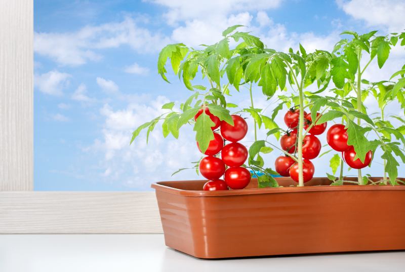 Kwiaty pomidorów nie przekształcają się w owoce - przyczyny i metody ręcznego zapylania