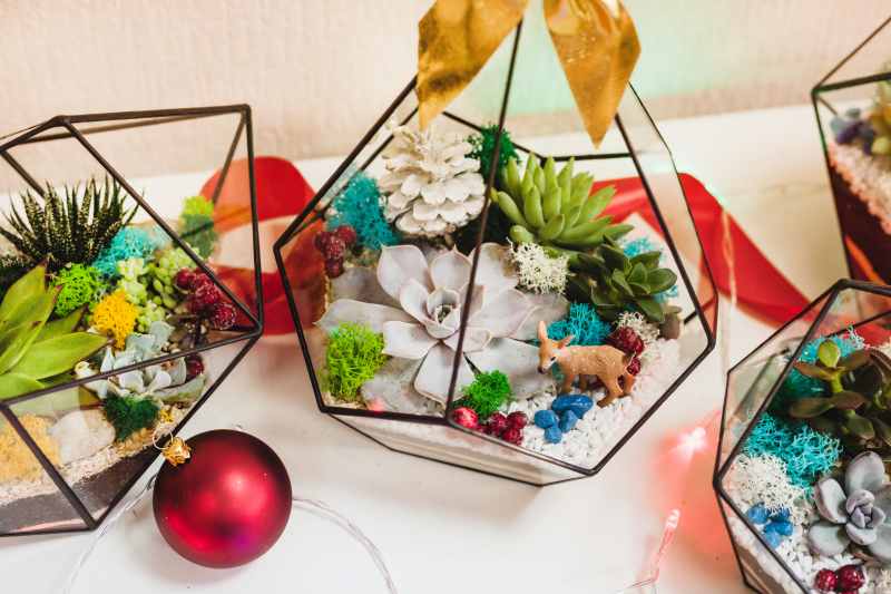 Sukulentowe aranżacje - przydatne informacje dla każdego entuzjasty roślin