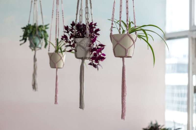 Sekrety pielęgnacji surfinii na balkonie – jak zapewnić obfite kwitnienie